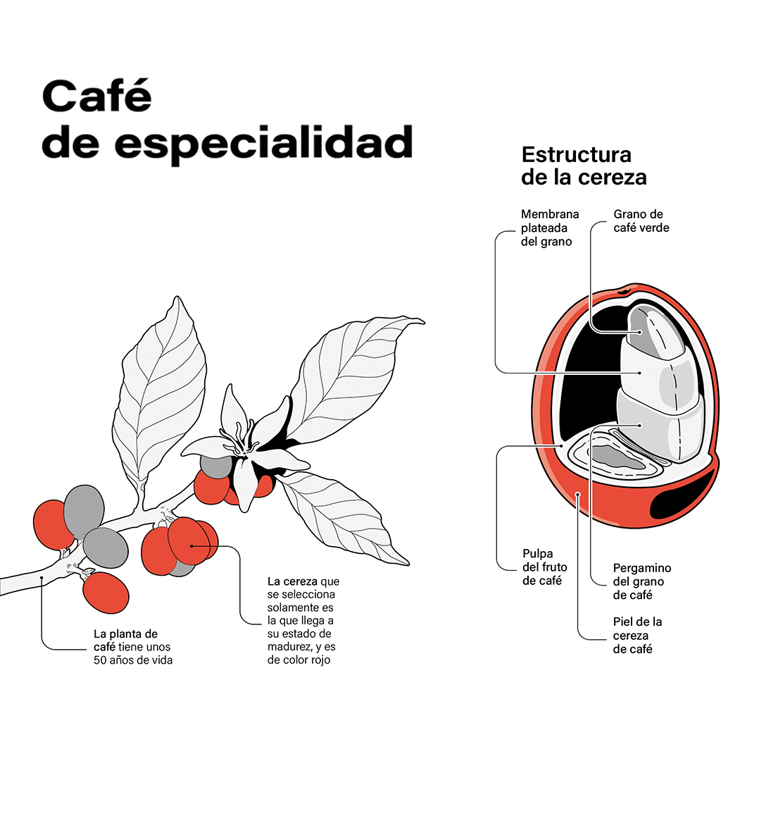 Diseño infográfico